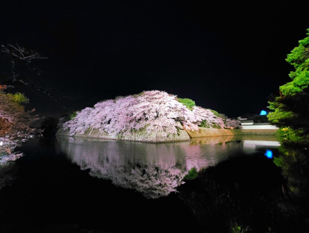 彦根城夜桜撮影例