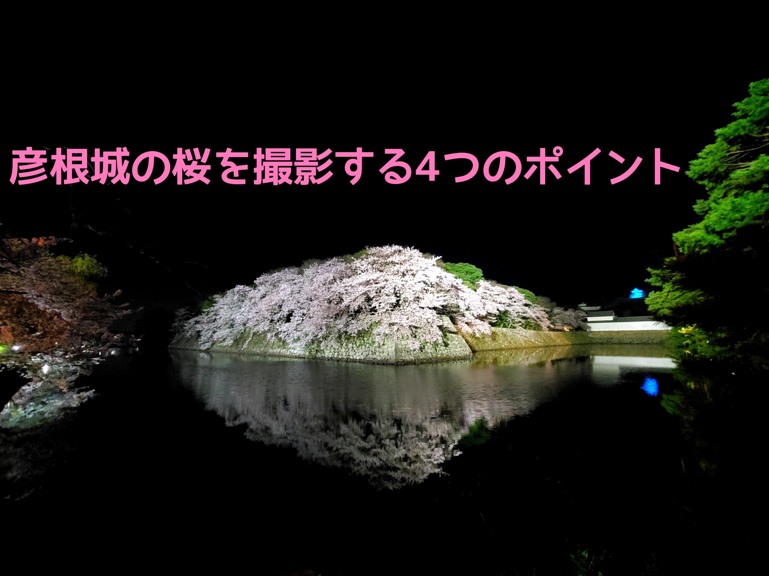 彦根城夜桜をきれいに撮影するための4つのポイント おぺぺないとブログ