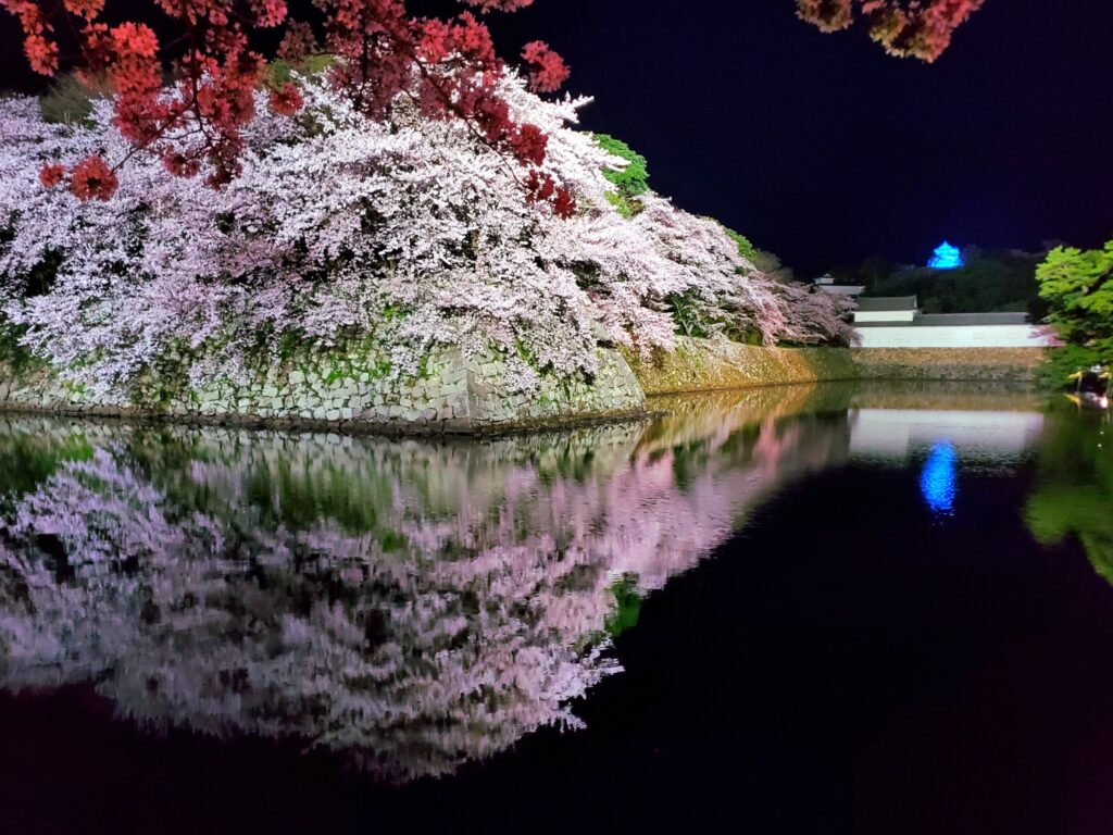 彦根城夜桜撮影例